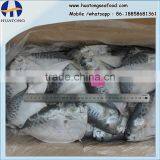 Frozen Moonfish 150-200g/pc BQF Two Block Whole Round Mene Maculata thumbnail-1