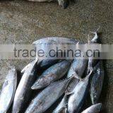 Skipjack Tuna thumbnail-1