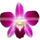 D-004 : DENDROBIUM SONIA ORCHID thumbnail-1