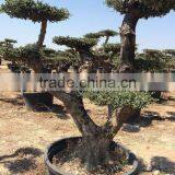 Olea Europaea "Pompon"old Skin Trunk thumbnail-5