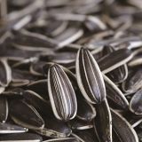 Chinese Origin Sunflower Seeds with factory price