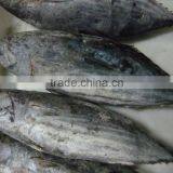 Frozen Skipjack Tuna Fish Whole Round thumbnail-6