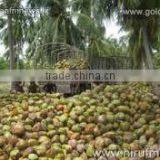 Suvimie Organic Virgin Coconut Oil 10 lt thumbnail-3