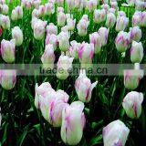 With High Quality and Grade Flower Bulbs Type Tulip With Low Price and Fast Shipping thumbnail-1