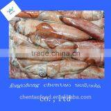Frozen Red Squid Seafood Wholesale