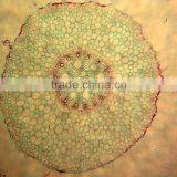 Indonesia School Educational Microscope Prepared Slides