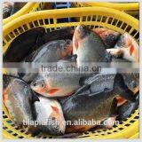 Whole Round Frozen Silver Pomfret With Good Price From HHF thumbnail-1