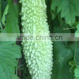 2016 High quality Hybrid Bitter gourd seedsfor growing-Zheng Cui