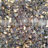 GWS Pumpkin Seeds Pirce Grade A thumbnail-2