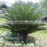 Artificial Cycas Revoluta Sago Cycas for Jurassic Period Dinosaur Hall thumbnail-6
