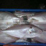 Frozen Leather Jacket Fish Whole Round thumbnail-1