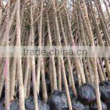 Magnolia Grandiflora Packing Pictures thumbnail-1