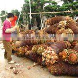 Cycas Revoluta Multi-heads for Shipment thumbnail-1