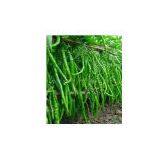 Pepper Seeds 563 thumbnail-1