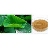 Lotus Leaf P.E Plant Extract Factory thumbnail-1