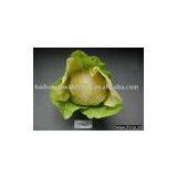 Cabbage thumbnail-1