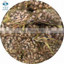 2020 Crop High Quality Fresh and Air Ginger thumbnail-5