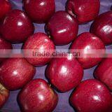 Export Red Delicious Apple Company thumbnail-3