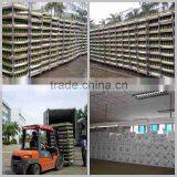 Pineapple Shape Cage Shape Lucky Bamboo Air Bonsai Tree Dracaena Sanderiana Indoor Aquatic Plants Nursery Garden Decoration thumbnail-6