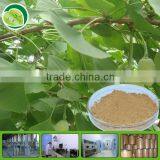 High quality ginkgo biloba herbal extract