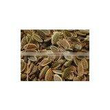 Dil Seed thumbnail-1