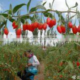 Organic Big Grain Dried Bulk Goji Berries Supply in Bulk Hot Sale!