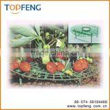 Garden Strawberry Support thumbnail-1