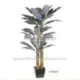 G29 GNW Decorative Banana Plants thumbnail-1