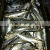 Frozen &cheap Sardin Fish Whole Round thumbnail-1