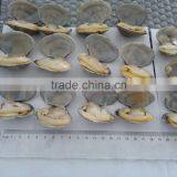 High Quality Frozen Vacuum Packed Short Necked Clam thumbnail-2
