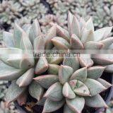 Graptopetalum Ametorum , Grapes Hybrid Decorative Plants Echeveria, Succulent Plants, Tropical Plants thumbnail-2