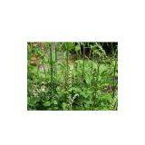 Black Cohosh Extract thumbnail-1