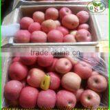 Professional Fruit Supplier Fresh Red Delicious Apple:75 mm up thumbnail-2