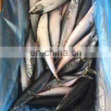 Frozen Pacific Mackerel Fish Scomber Japonicus thumbnail-4