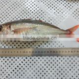 Red tail horse mackerel exporter from China