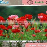 Iran P12 Led Modules Outdoor Fullcolor Display