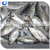 Horse Mackerel Variety And Fish Category Horse Mackerel thumbnail-4