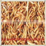 dried mealworms uk/meal worms for birds/mealworm pupa