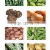 Fresh Big Potato thumbnail-1