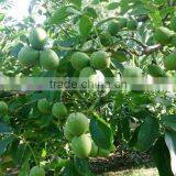 Walnut Saplings Available... thumbnail-3