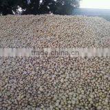 Best Grown Potato Crop From Pakistan thumbnail-1