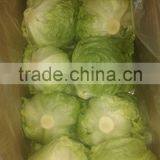 Zhangbei Lettuce thumbnail-5