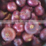 CELEBRITY EGYPTIAN CROP FRESH ONION GOOD PRICE thumbnail-1