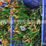 Fresh Cut Multicolor Tulips Flowers thumbnail-5