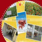 2012 New Crop Dried Whole Jinta Chili Pods thumbnail-1