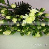 Supply High Quality Long Stem Flowers Fresh Cut Carnation Cut Flower Prices From Kunming Flower Planting Base thumbnail-1