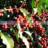 Agglomerated Coffee thumbnail-2