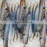 Blue Swimming Crab thumbnail-1