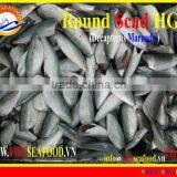 FROZEN HORSE MACKEREL HGT thumbnail-1