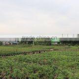 Pepper Tree Indoor Bonsai Export Wholesale thumbnail-3